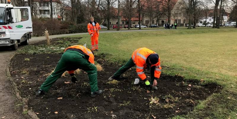 Mitarbeiter des Stadt- und Landschaftspflegebetriebes stecken Blumenzwiebeln auf dem K.-Kollwitz-Platz.