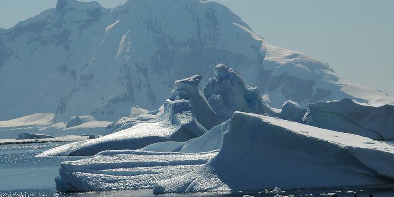 2 Eselspinguine vor Eisbergen