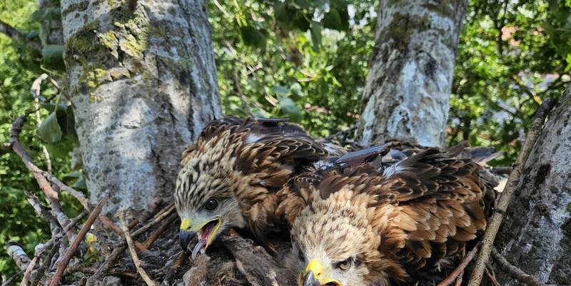 2 besenderte Rotmilane im Nest E. Steinborn