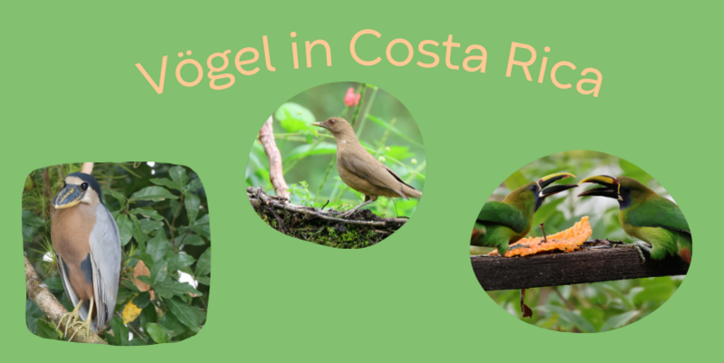 Vögel in Costa Rica PM