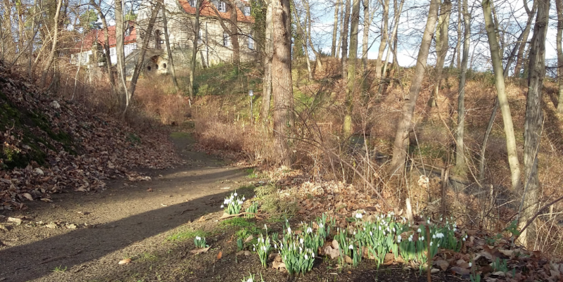 PM  Unterstützer gesucht Schneeglöckchen für den Landschaftspark Spiegelsberge