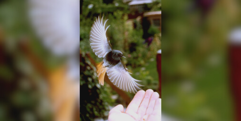 PM    Hausrotschwanz im Anflug