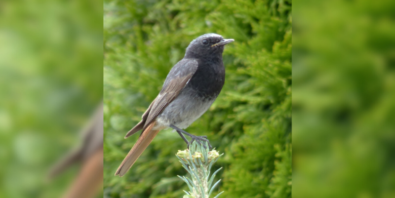 PM  Hausrotschwanzmännchen auf Beobachtungsposten