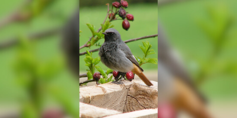 PM   Hausrotschwanzmännchen