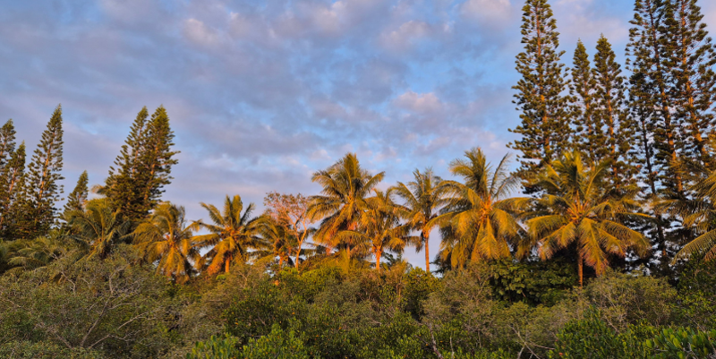 PM  Pflanzenvielfalt der Insel   Zealandia – der achte Kontinent Reisebericht aus Neukaledonien