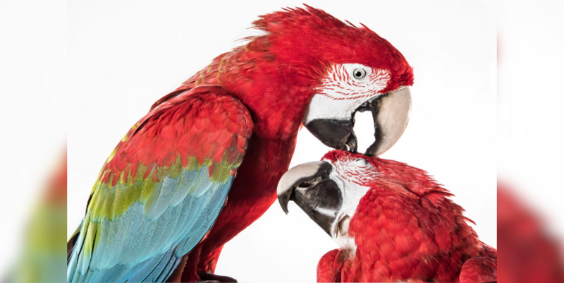 2026 02 02 2 Grünflügelaras (c) Carola Radke MfN