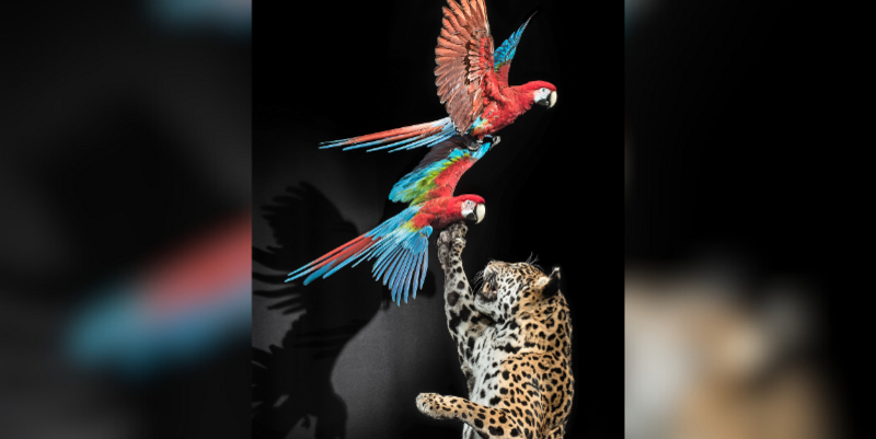 2026 02 02 1 Jaguar Aras Detail (c) Carola Radke  MfN