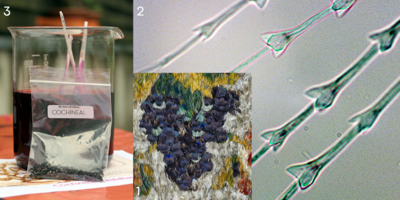 Alles so schön bunt hier – Artenvielfalt im historischen Federzimmer auf Schloss Moritzburg © Carlo Böttger & M. Päckert pm alles so sch n bunt hier artenvielfalt im historischen federzimmer auf schloss moritzburg 1