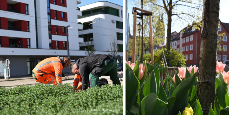 pm halberstadt bl ht auf
