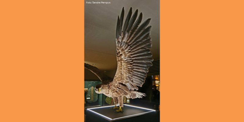 Vögel und ihre Bedeutung im Domschatz © Sandra Pampus pm sonderausstellung domschatz