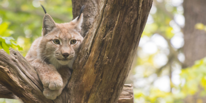 PM    Luchs im Tiergarten