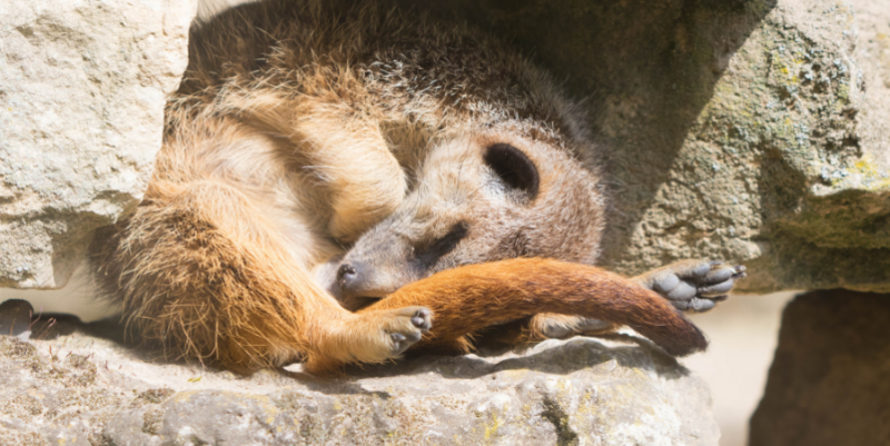 Schlafendes Erdmännchen © Tiergarten Halberstadt PM Taschenlampenführung durch den Tiergarten