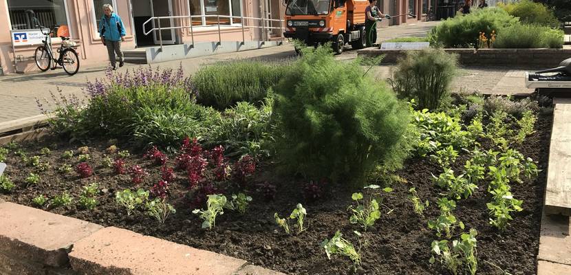 Kräuterbeet auf dem Breiten Weg © Stadt Halberstadt, Pressestelle