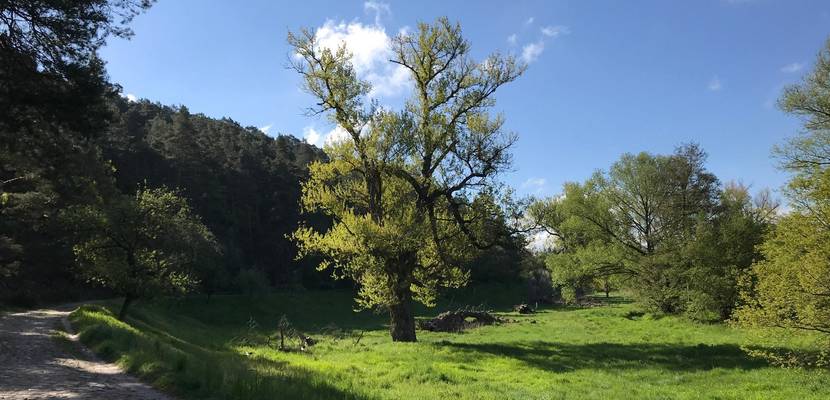 goldbach aue