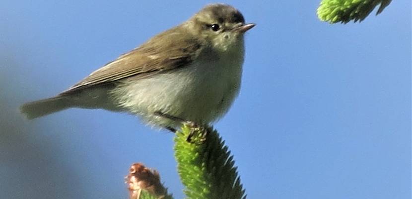 Eine ganz besondere Vogelart im Harz – der Grünlaubsänger © Martin Wadewitz