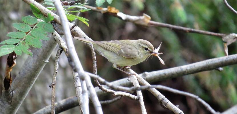 Eine ganz besondere Vogelart im Harz – der Grünlaubsänger © Martin Wadewitz