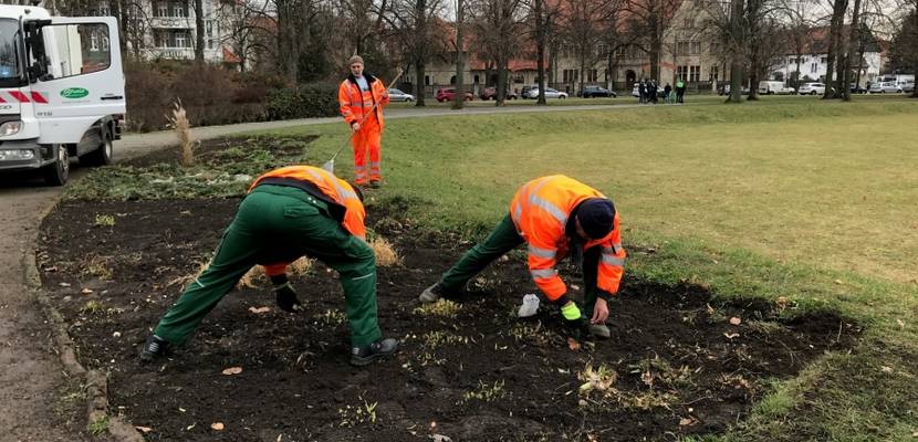 Mitarbeiter des Stadt- und Landschaftspflegebetriebes stecken Blumenzwiebeln auf dem K.-Kollwitz-Platz.