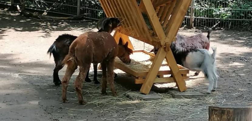 Neue Futtertraufe im Ziegengehege © Stadt Halberstadt/Tiergarten