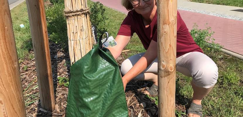 Wassersäcke für Jungbäume - Überlebensgarantie © Stadt Halberstadt/Pressestelle