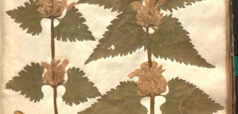 Herbarium © Gleimhaus