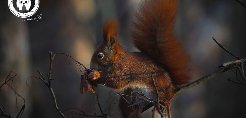 Eichhörnchen © D. Neubert, Tiergarten Halberstadt