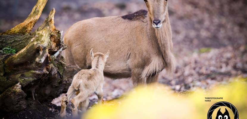 Mähnenspringer © D. Neubert, Tiergarten Halberstadt