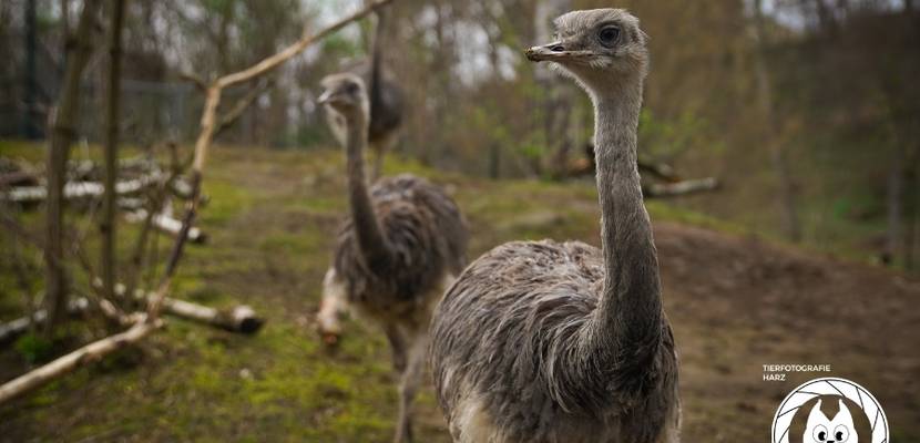 Nandus © D. Neubert, Tiergarten Halberstadt