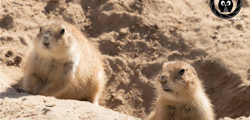 Präriehunde © D. Neubert, Tiergarten Halberstadt