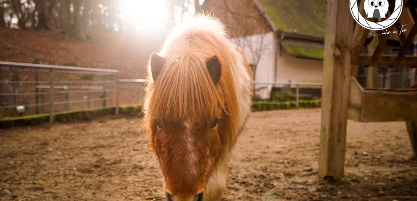 shetland pony 900px