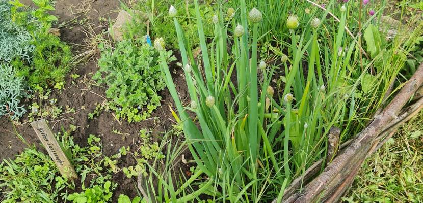 img 20210528 wa0021 © Kita Holzbergwichtel Kräutermemory unterm Gewächshausdach