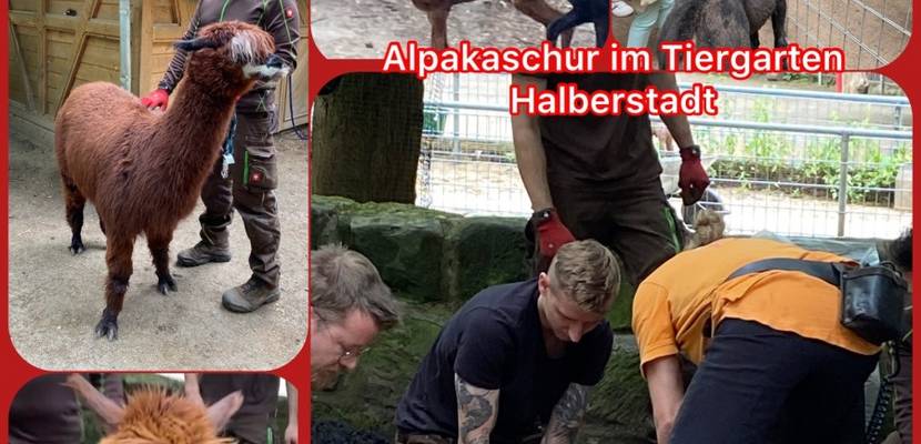 alpaka collage © Stadt Halberstadt