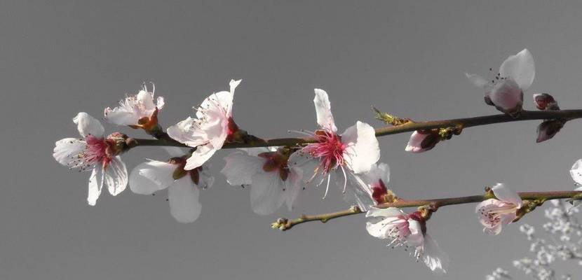 fruehling