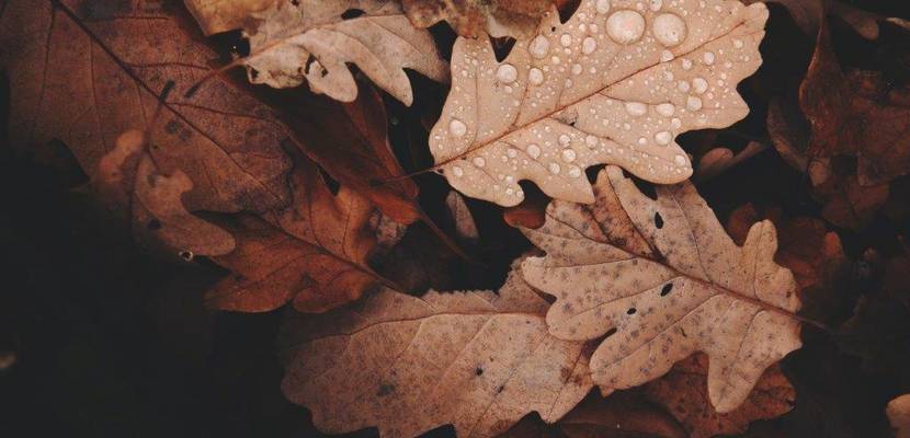 herbst