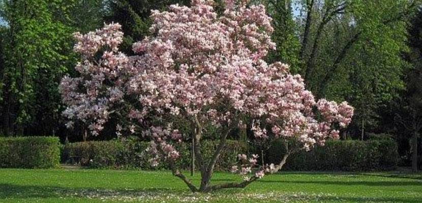 magnolie