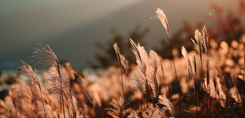 sommer