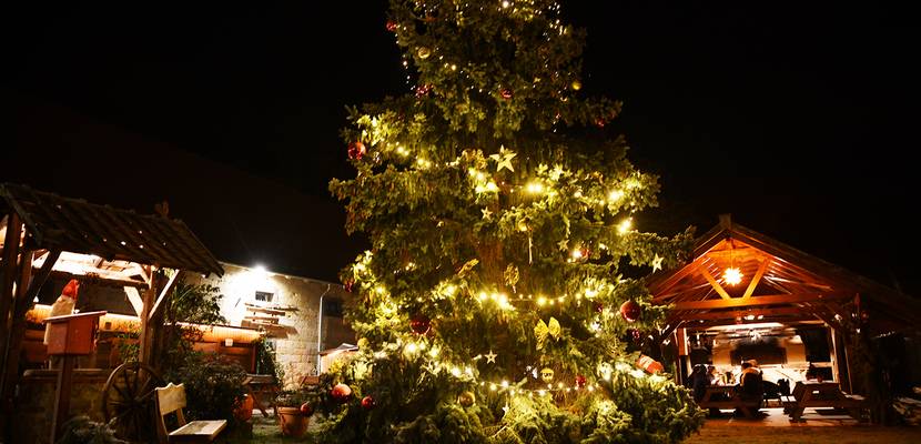 Weihnachtsbaum in Langenstein auf dem Schäferhof © Stadt Halberstadt, Pressestelle