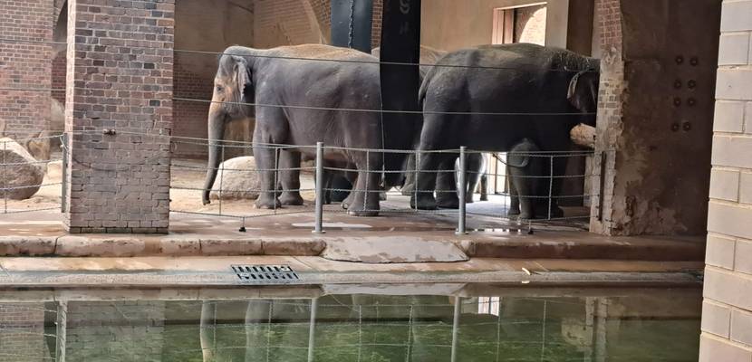 Elefanten im Zoo Leipzig - Unser Blogbeitrag im August 2023