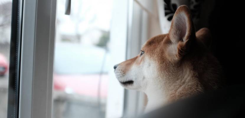 Ein Shiba Inu schaut aus dem Fenster