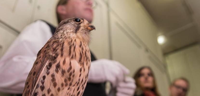 seite 53 chefvisite ideengut web