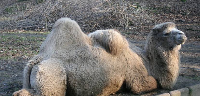 05_tiergarten_im_fruehling