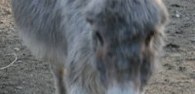 08_tiergarten_im_fruehling