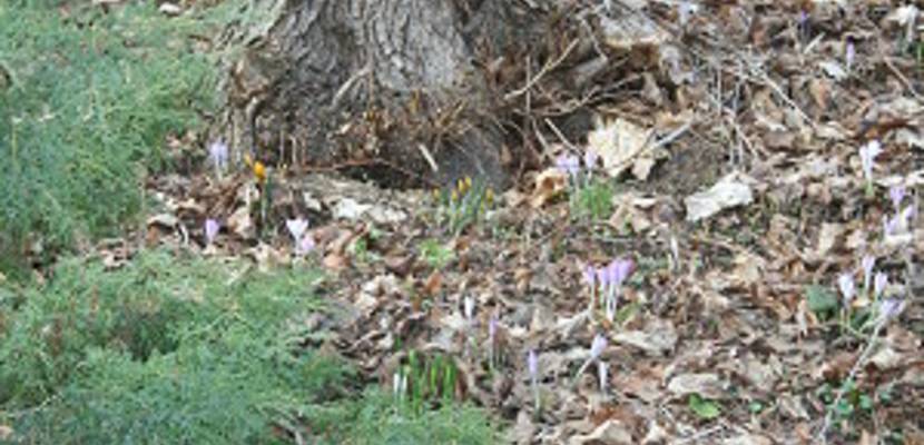 10_a_tiergarten_im_fruehling