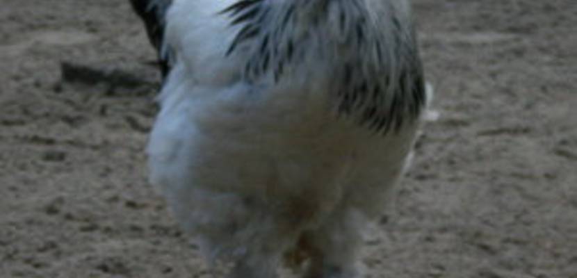 11_tiergarten_im_fruehling