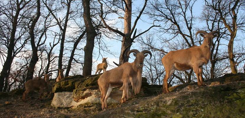 13_tiergarten_im_fruehling