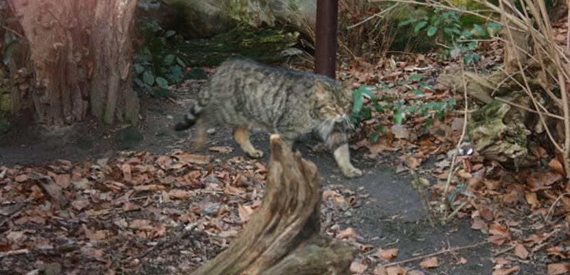17_tiergarten_im_fruehling