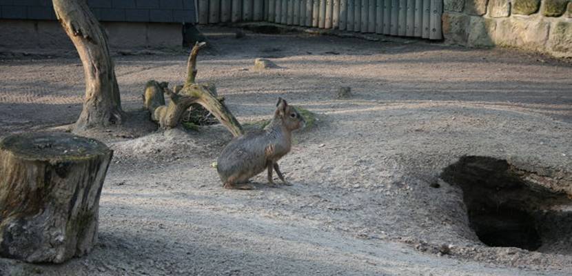 21_tiergarten_im_fruehling