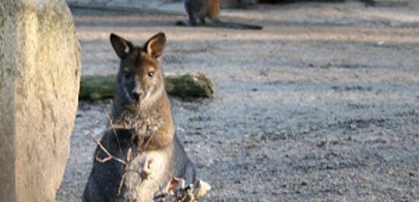 24_tiergarten_im_fruehling