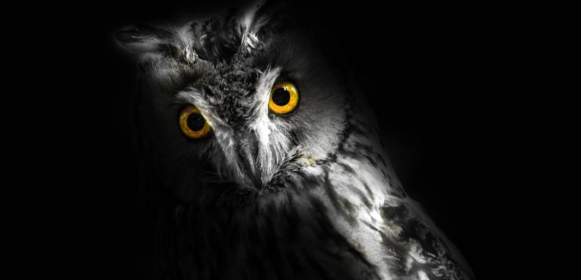 Geisterstunde im Tiergarten ©Pixabay Halloween Tiergarten