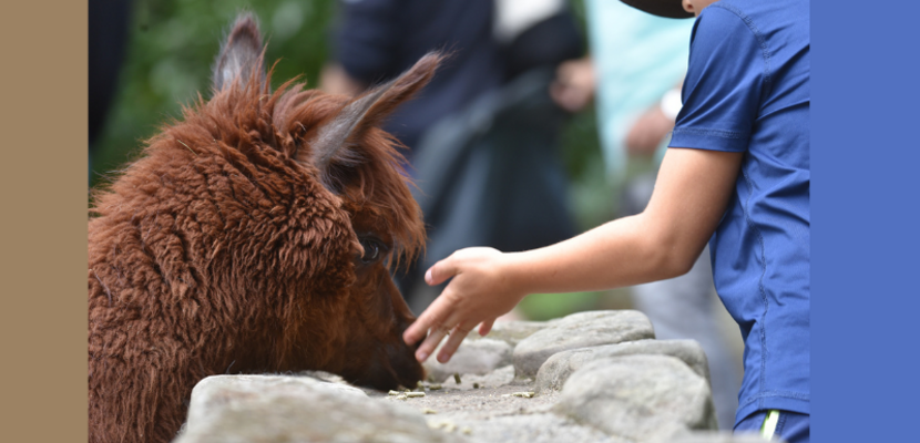 Kindertag im Tiergarten PM