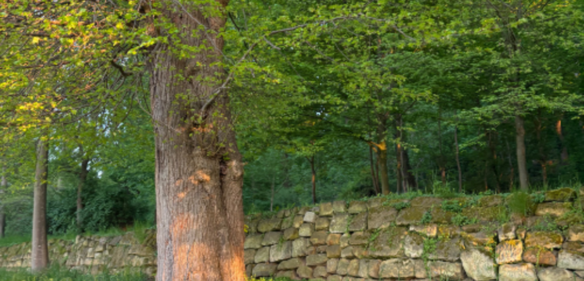 VAK  FaMeNa Mai Spiegelsberge